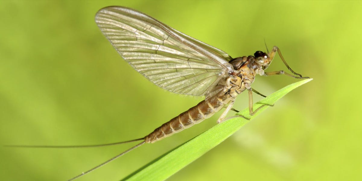 Mayfly Control: How To Get Rid of Mayflies