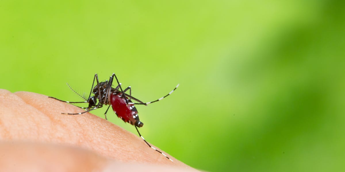 Insect Repellent Myths