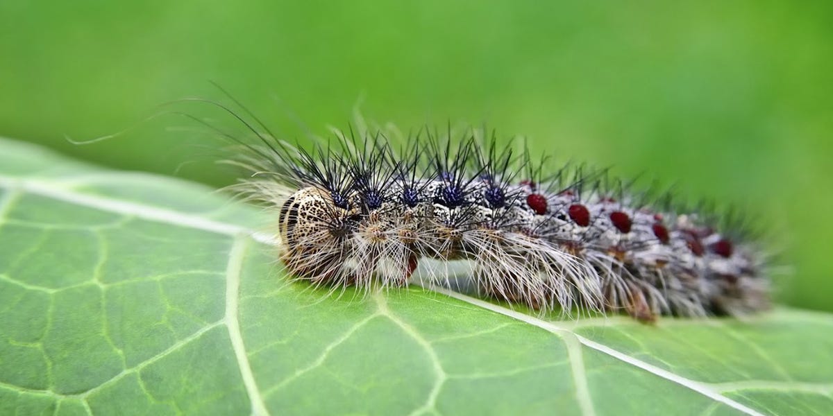 How to Get Rid of Gypsy Moth Caterpillars