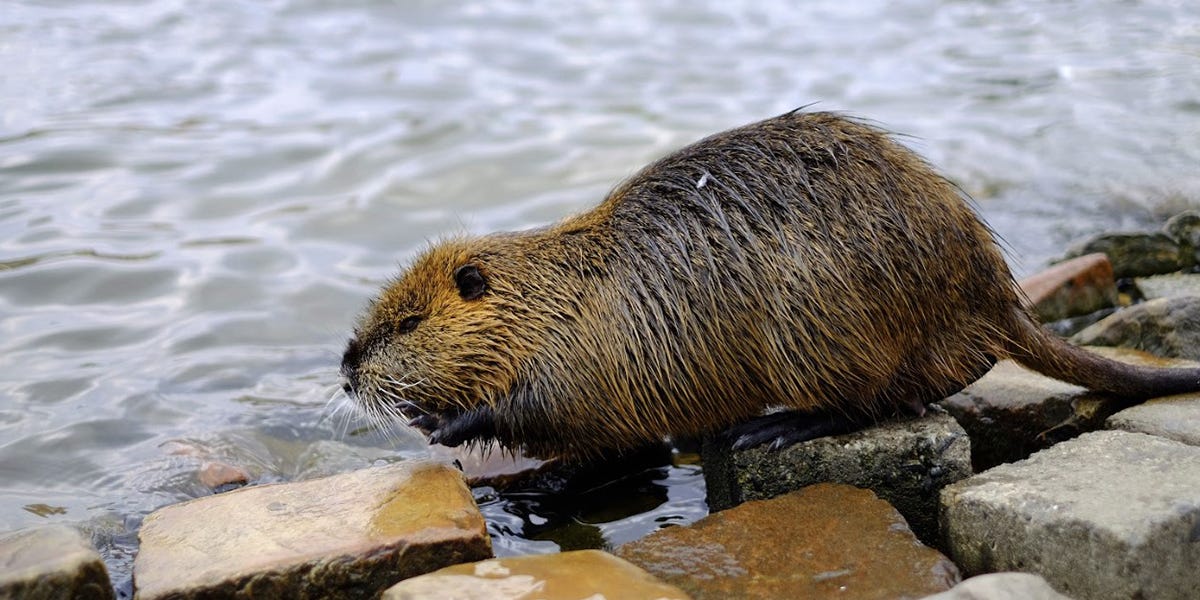 How To Get Rid of Nutria | DIY Nutria Control Products