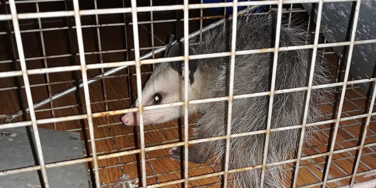 How to Get Rid of Opossums in the Basement