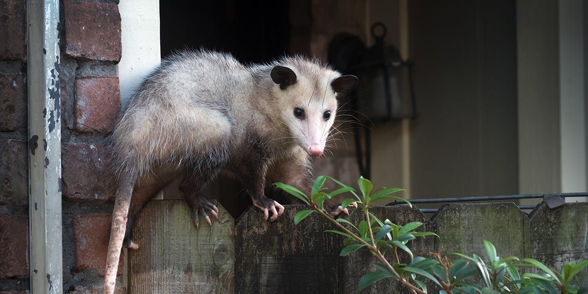 How to Get Rid of Opossums in the Garage