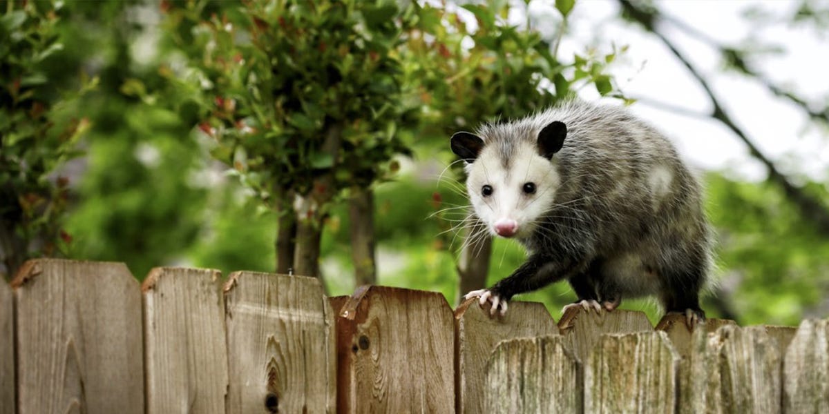 Opossum Control
