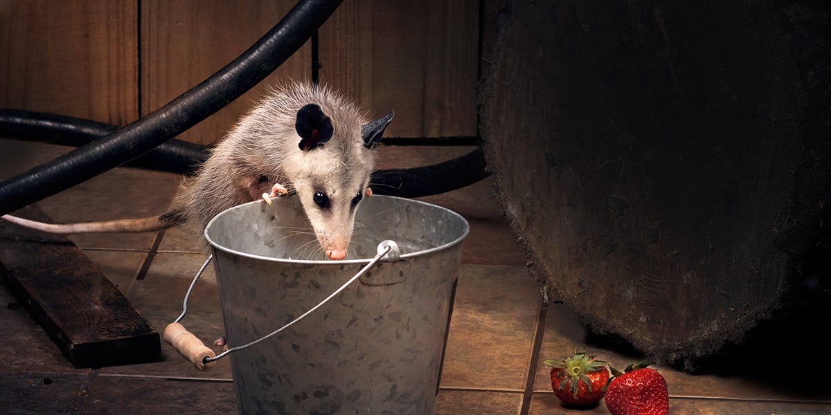 How to Get Rid of Opossums in the Attic
