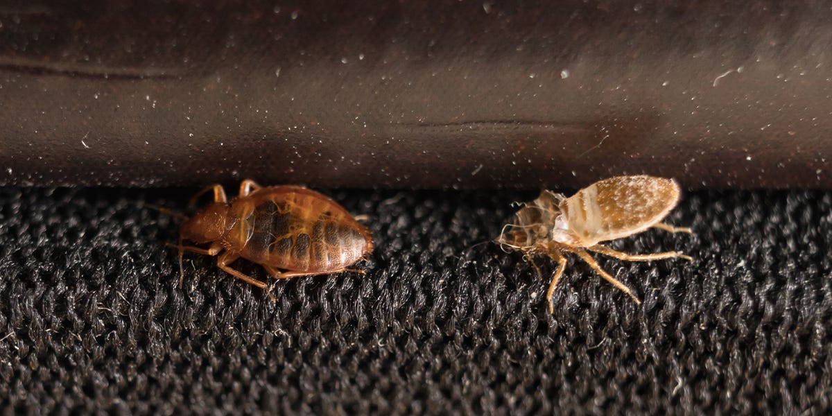 Pests Commonly Mistaken For Cockroaches