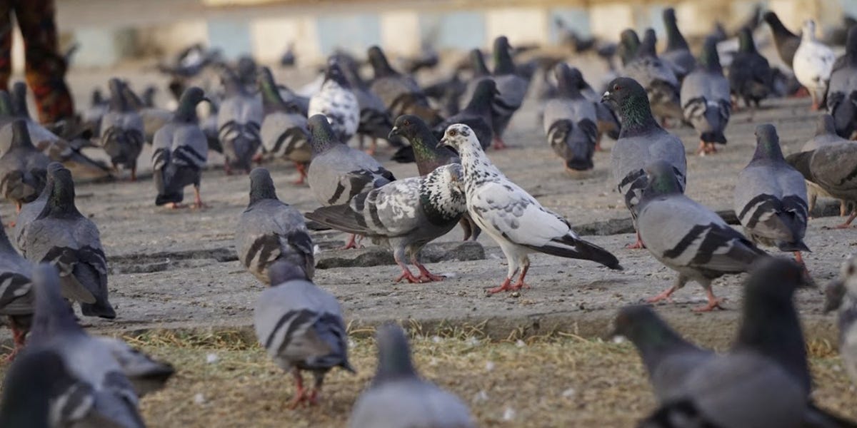 Pigeon Control