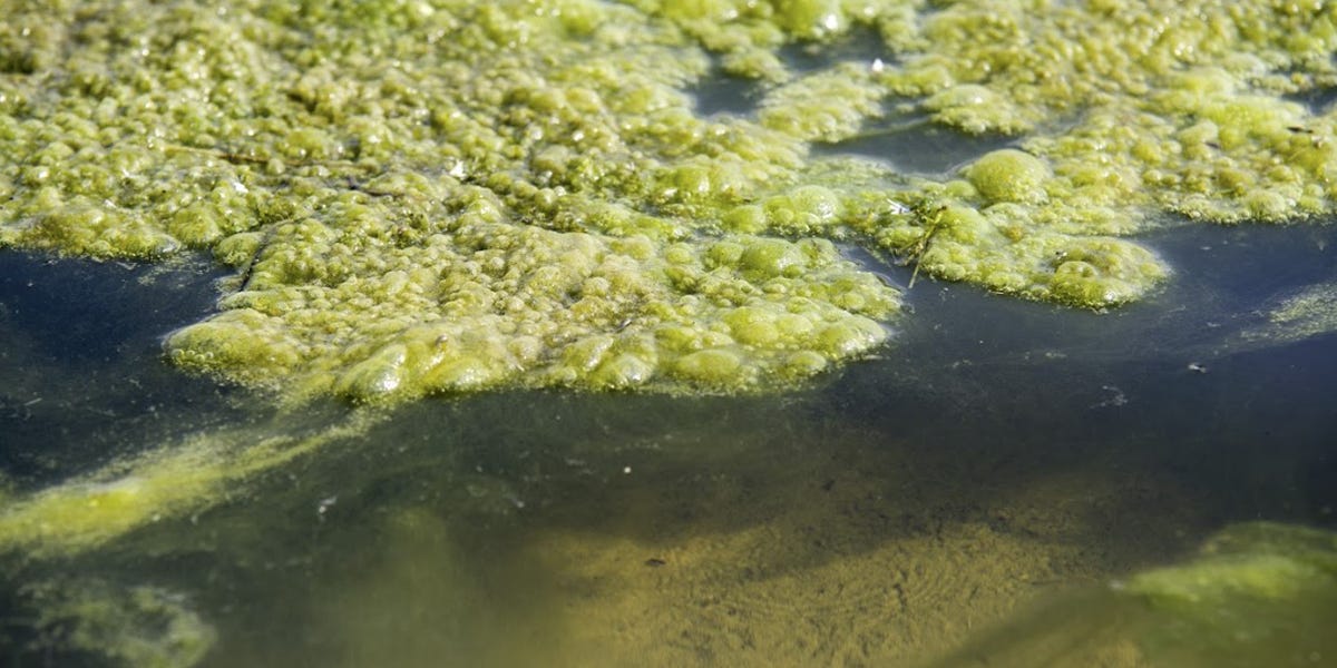 Pithophora Algae Control