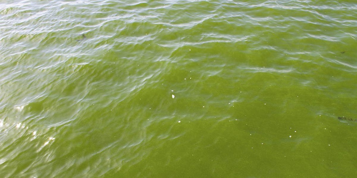 Planktonic Algae Control