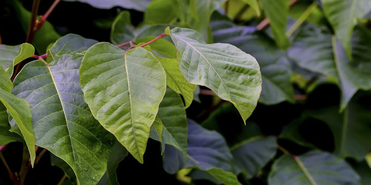 Poison Sumac Control