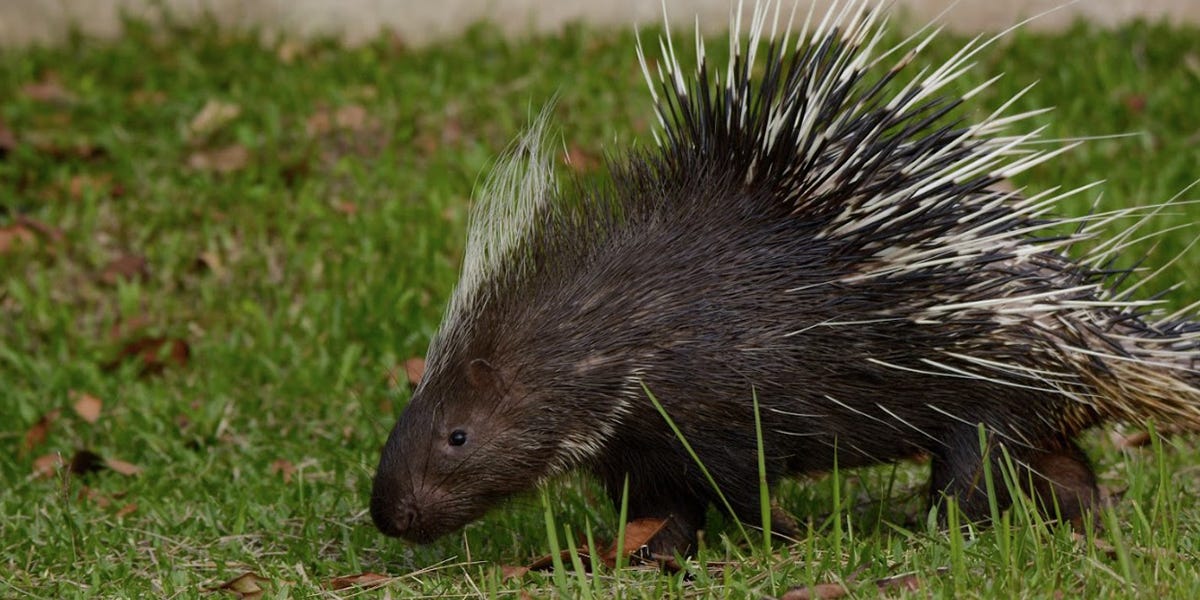 Porcupine Control