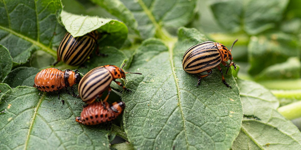 How to Get Rid of Potato Bugs In Your Garden