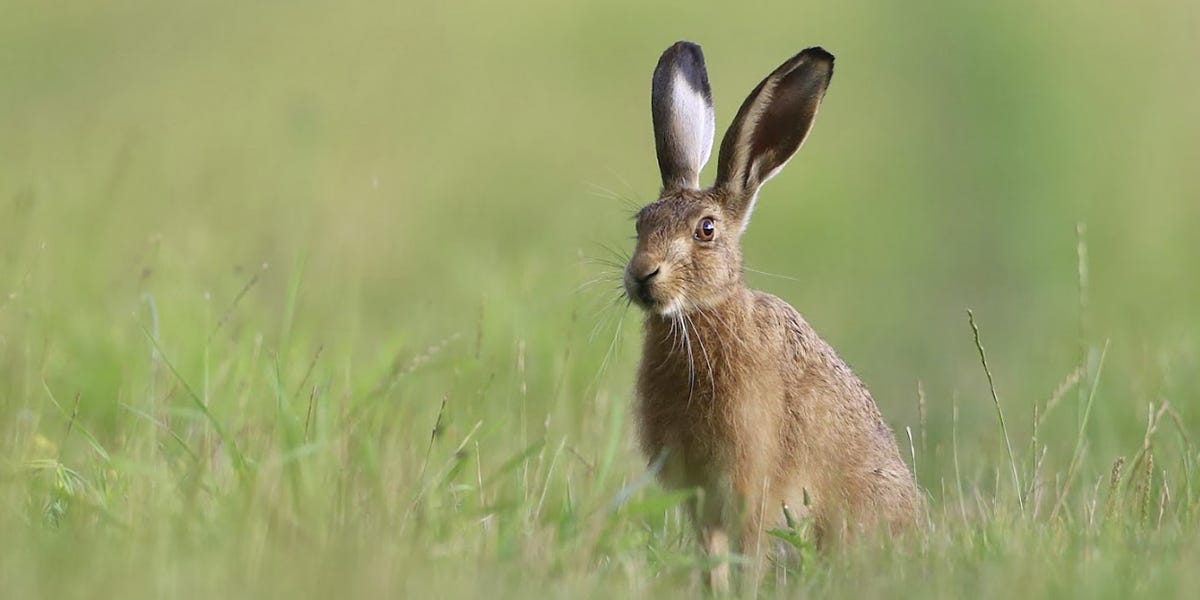 Rabbit Control