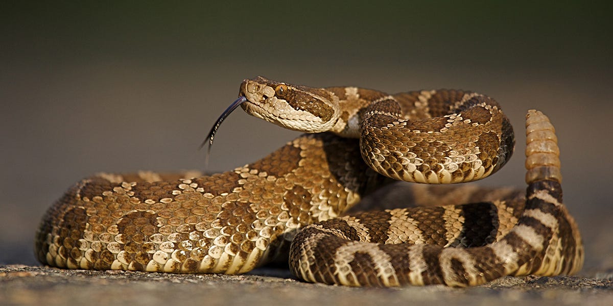 How to Get Rid of A Rattlesnake