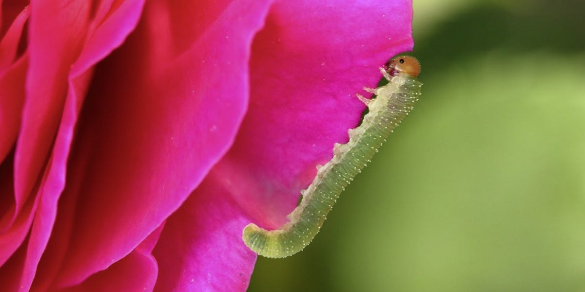 Rose Slug Control