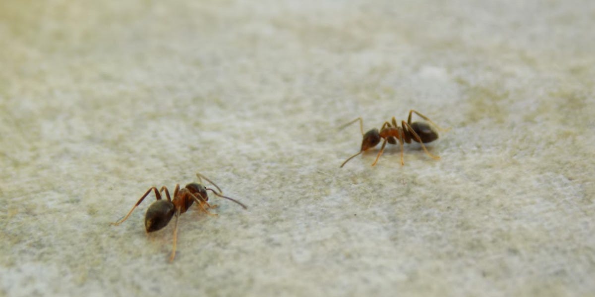 Rover Ant Control