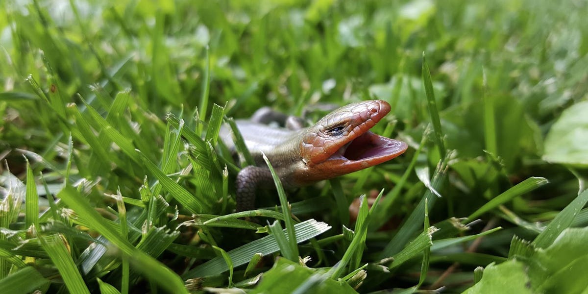 Salamander Control