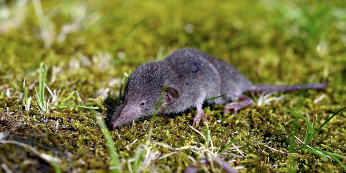 Shrew Control  Shrew Control