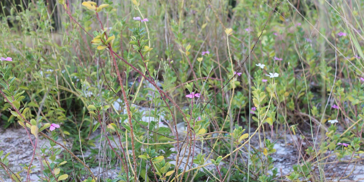 Slender Aster Control