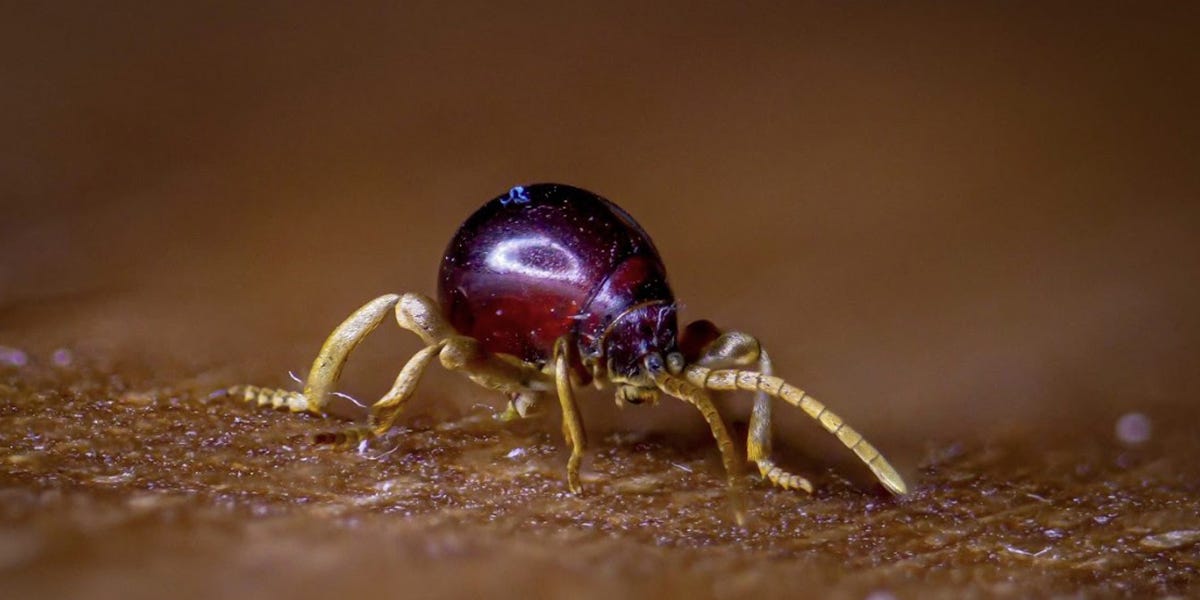 Spider Beetle Control