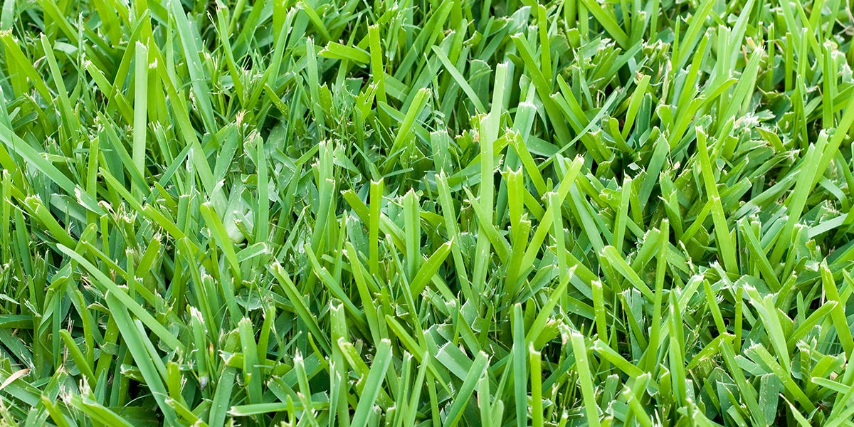 Guide for St. Augustine Grass: Yearly Maintenance Program