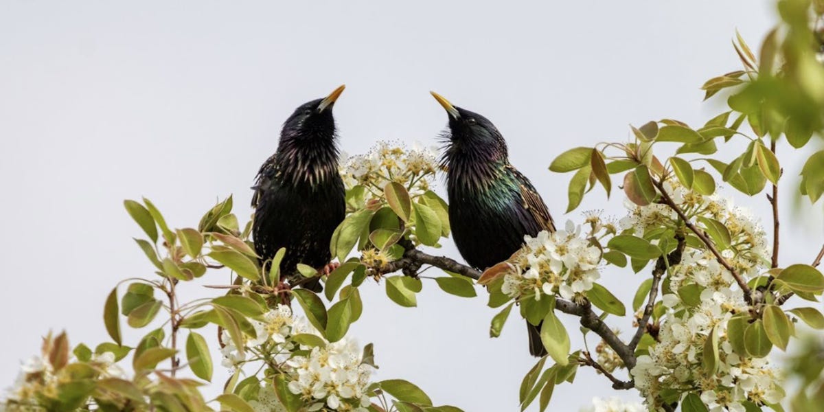 Starling Control