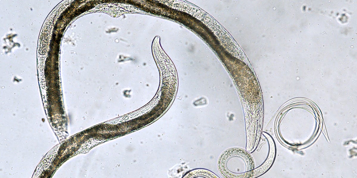 Sting Nematode Control Sting Nematode Control