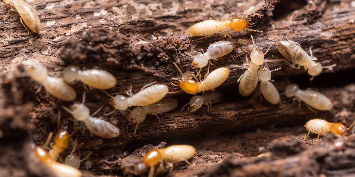 Termite Myths