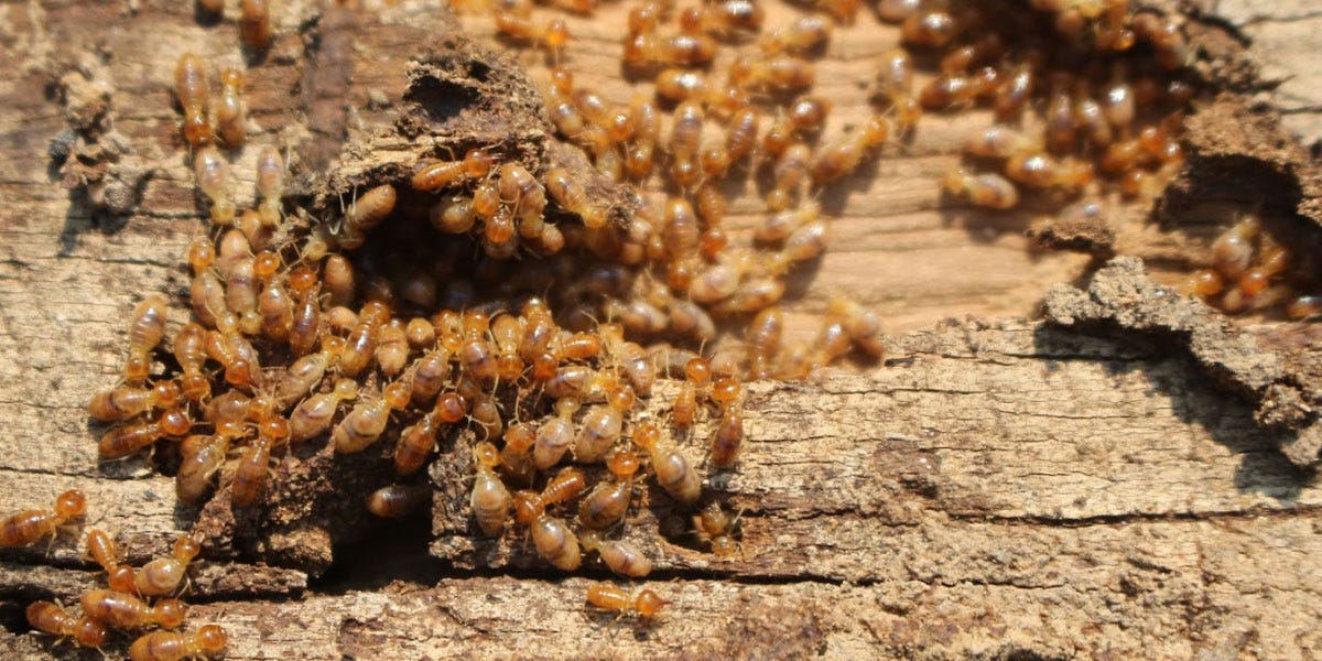 3 Reasons DIY Termite Control Is Easier Than You Think