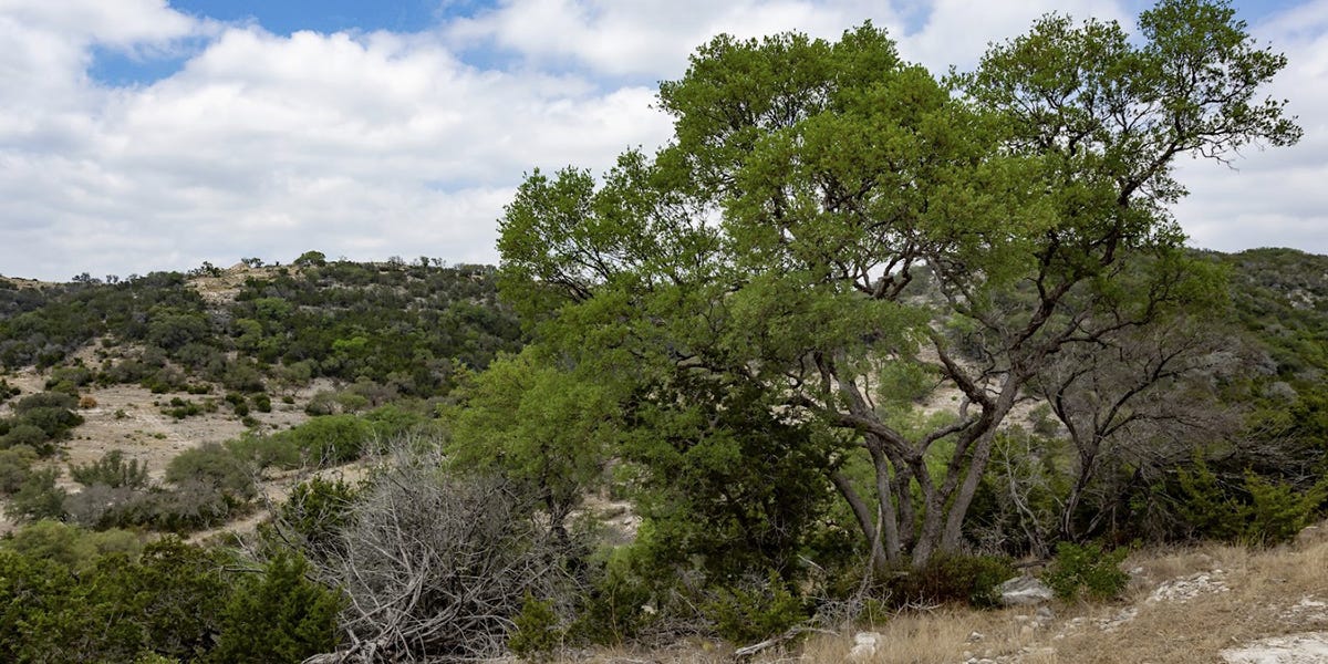 Mesquite Control