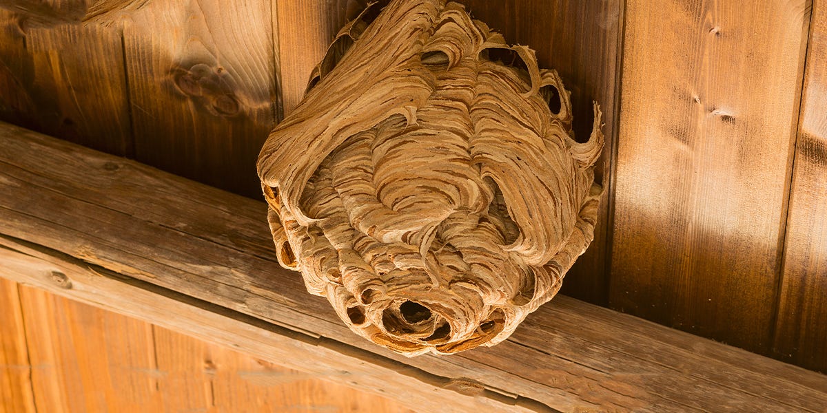 How to Get Rid of Wasp and Hornet Nests Around Home