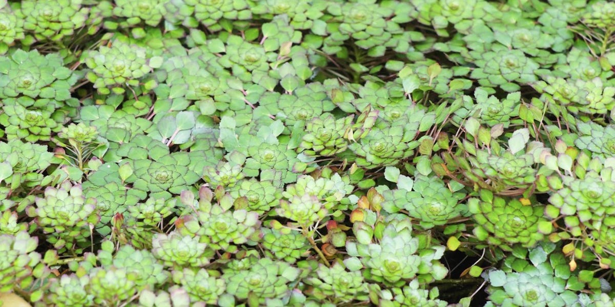 Water Chestnut Control