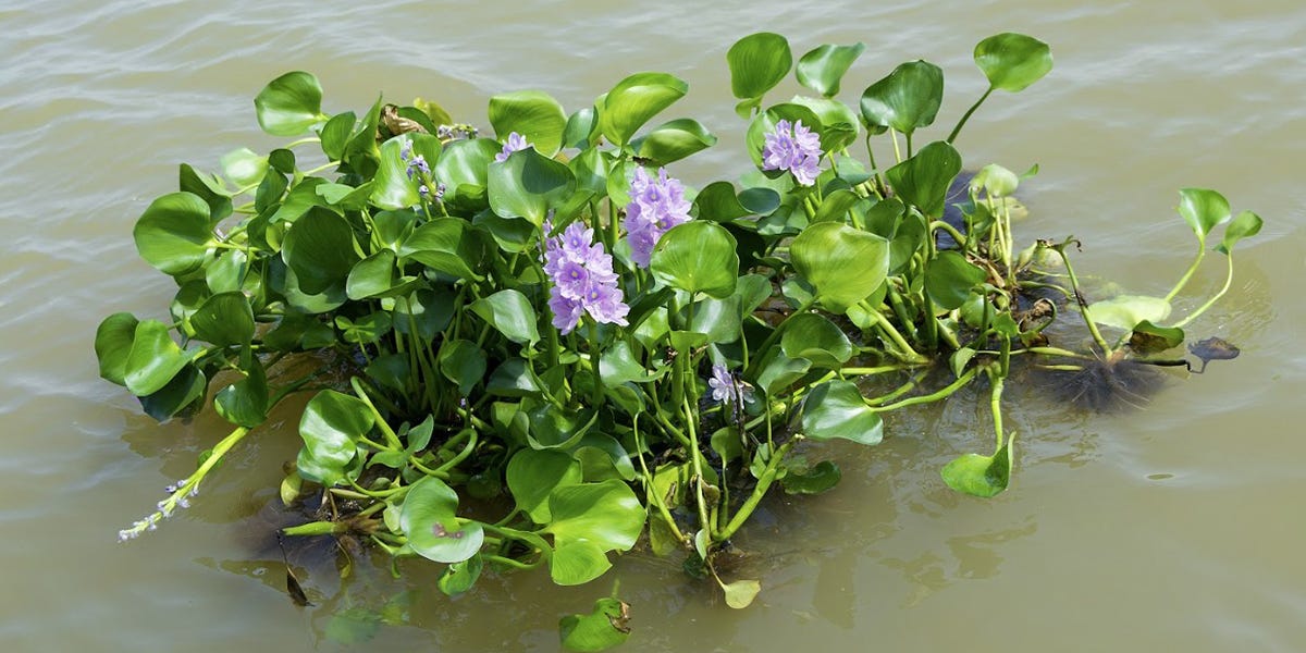Water Hyacinth Control