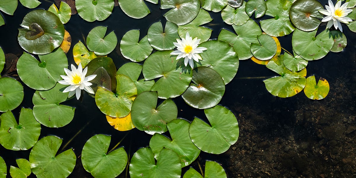 Water Lily Control