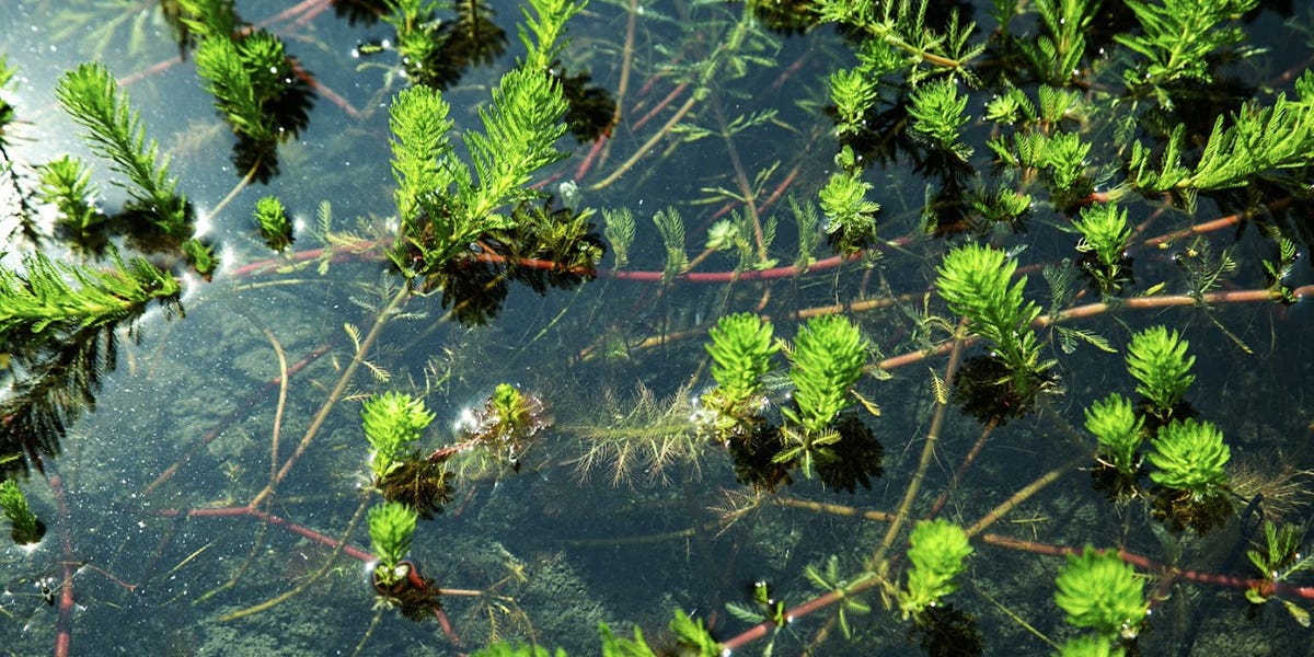 Water Milfoil Control