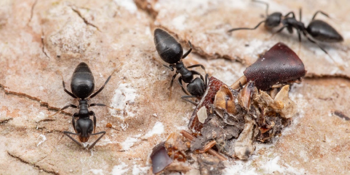 White Footed Ant Control