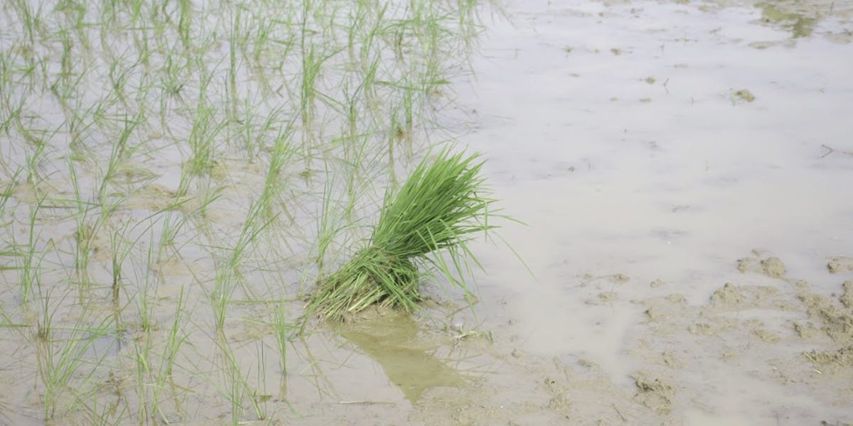 Wild Rice Control