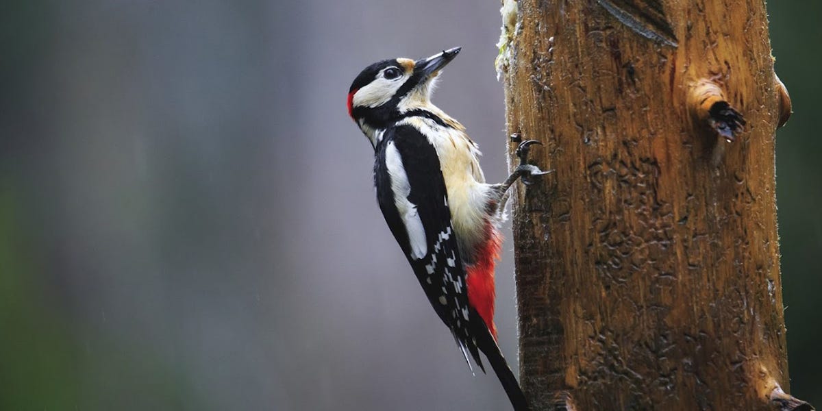 Woodpecker Control