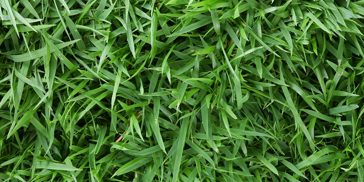 Guide for Zoysia Grass: Yearly Maintenance Program