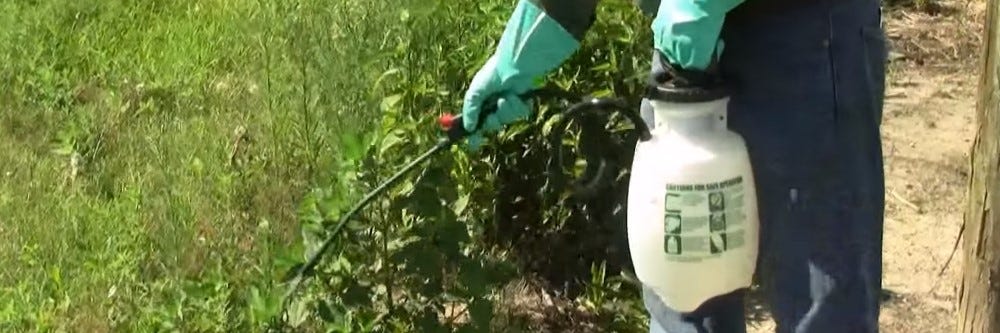 Spraying Herbicide