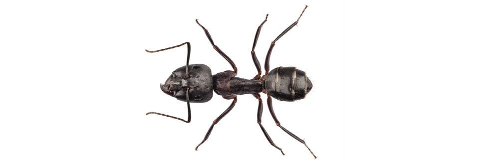 Carpenter Ant