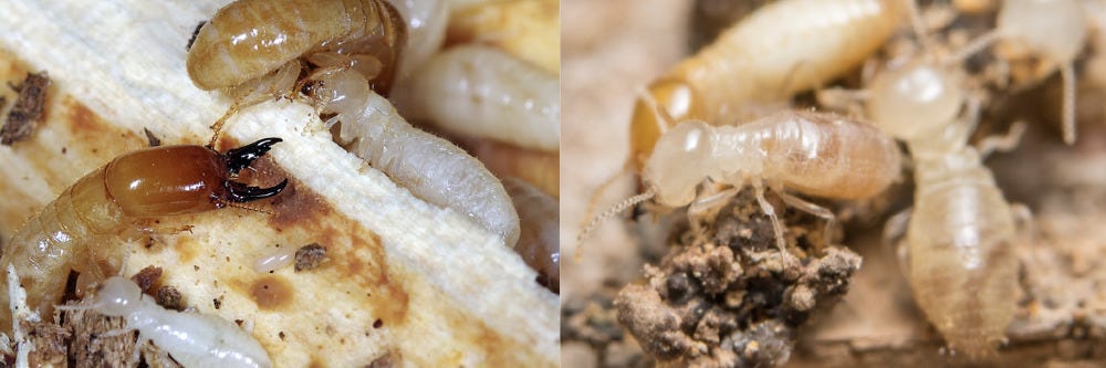 Drywood and Subterranean Termite