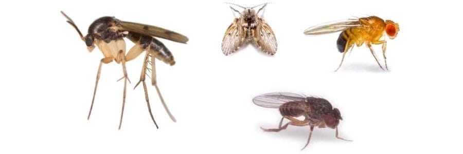 Flying Insects Pests