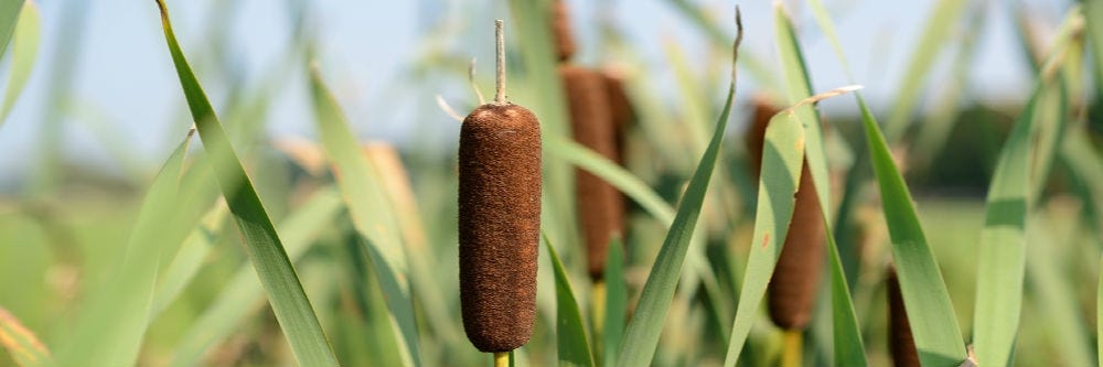 Closeup of a cattail plant