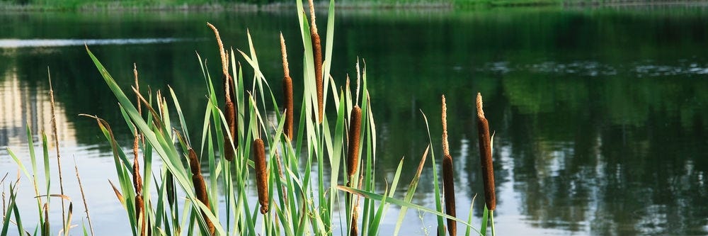 Cattail on a pond