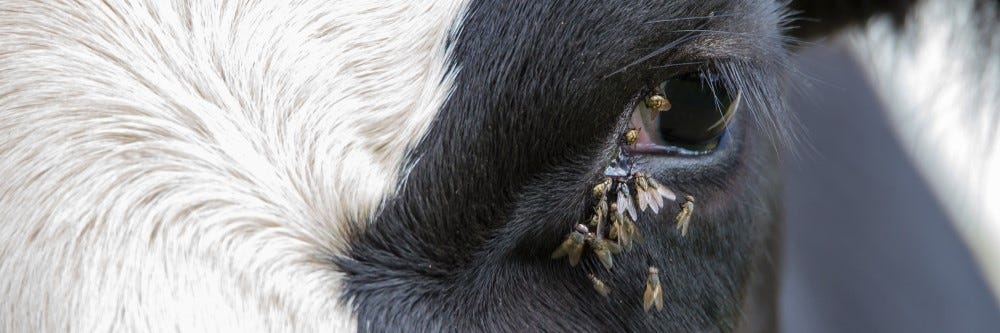 Flies on Cow