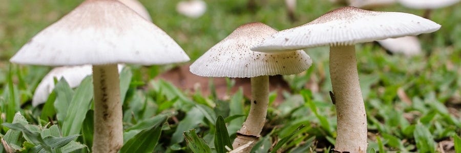 Lawn fungus outbreak