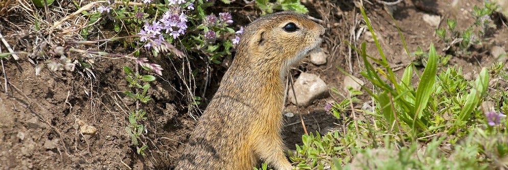 Get Rid of Squirrels - Wilco Ground Squirrel Bait