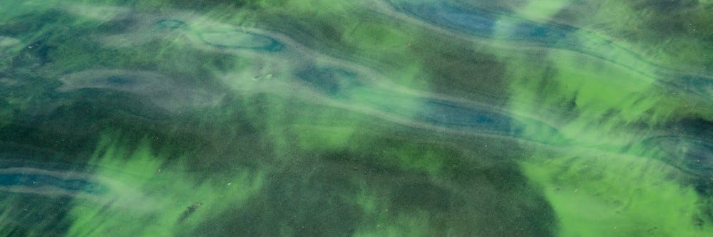 Algae in Water