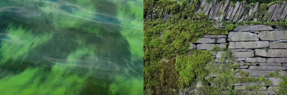 Difference Between Algae and Moss