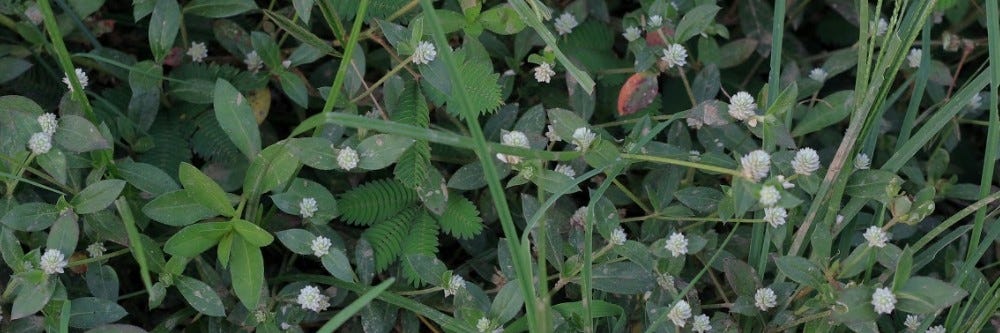 Alligator Weed